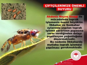 Akdeniz Meyve Sineği: Tanımı, Zararları ve Mücadele Yöntemleri