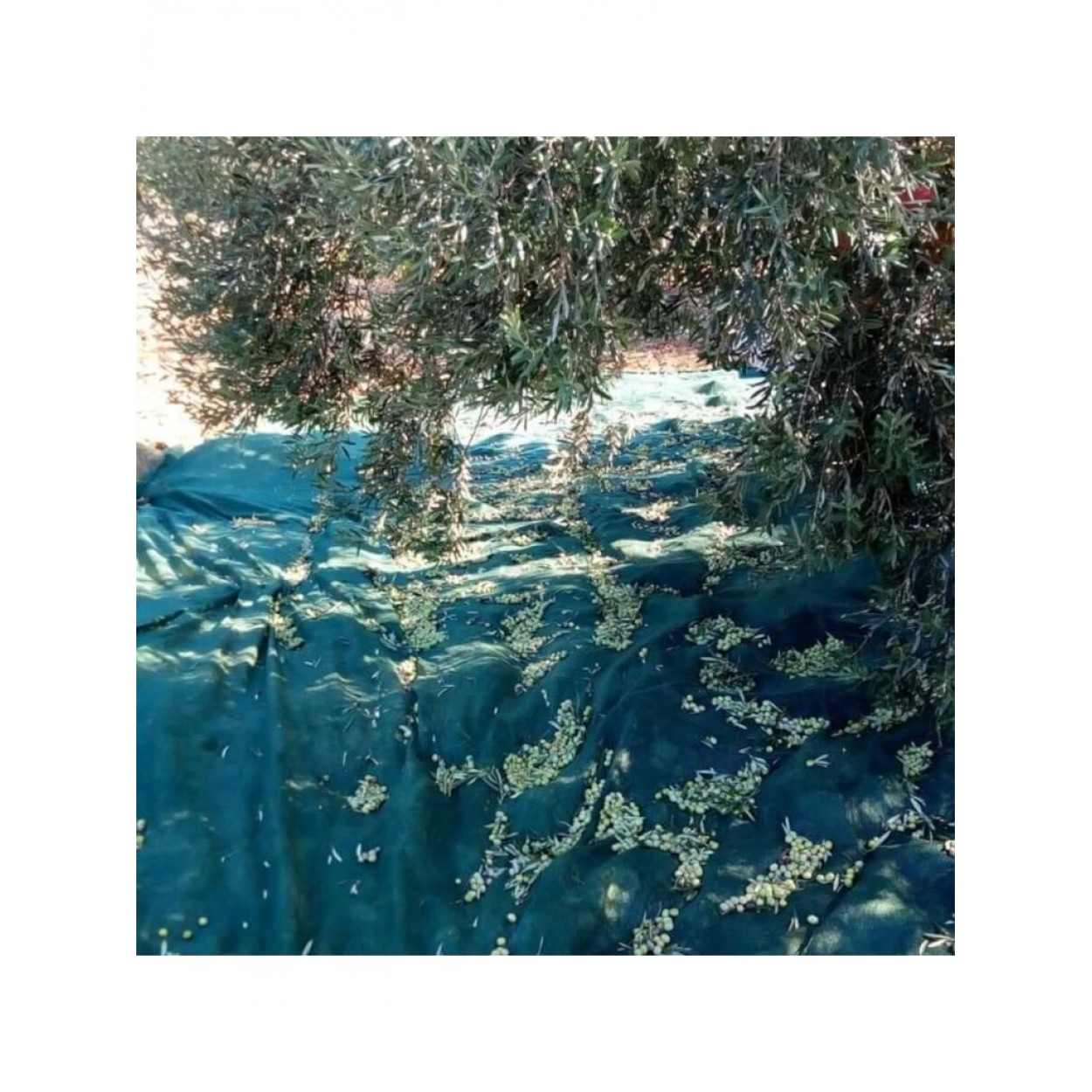 Titanium Zeytin Toplama Filesi 75'Lik 6*12 Metre Gölgelik File - Yeşil - Sergenlik - Zeytin Sergisi - Zeytin Yaygısı